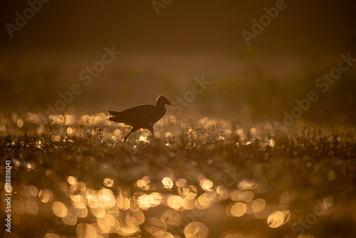 A captivating image of  purple swamphen bird foraging in a grassy field.	
