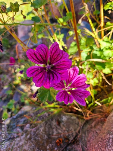 Flowers of Michigan