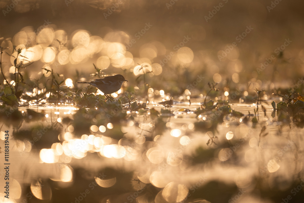 Sunrise Bird in Wetland, Golden Hour, DewCovered Plants