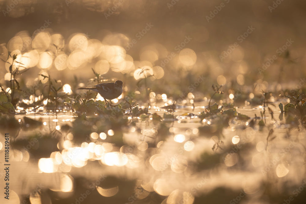 Sunrise Bird in Wetland, Golden Hour, DewCovered Plants