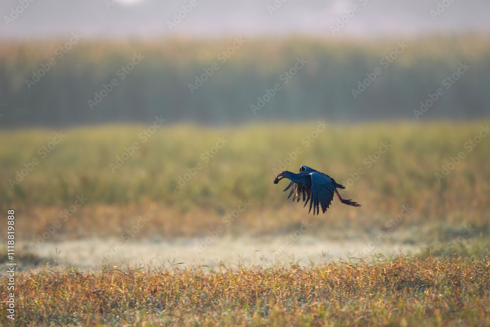 The purple swamphen Flying with Food in Beak