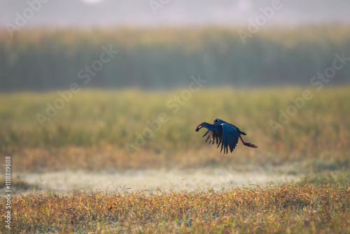 Obraz na płótnie The purple swamphen Flying with Food in Beak w salonie