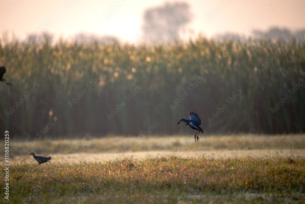 The purple swamphen Flying with Food in Beak