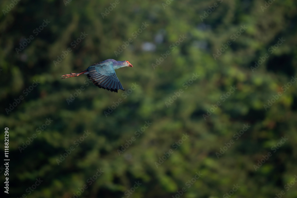 The purple swamphen Flying