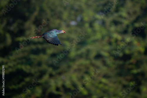 Obraz na płótnie The purple swamphen Flying w salonie