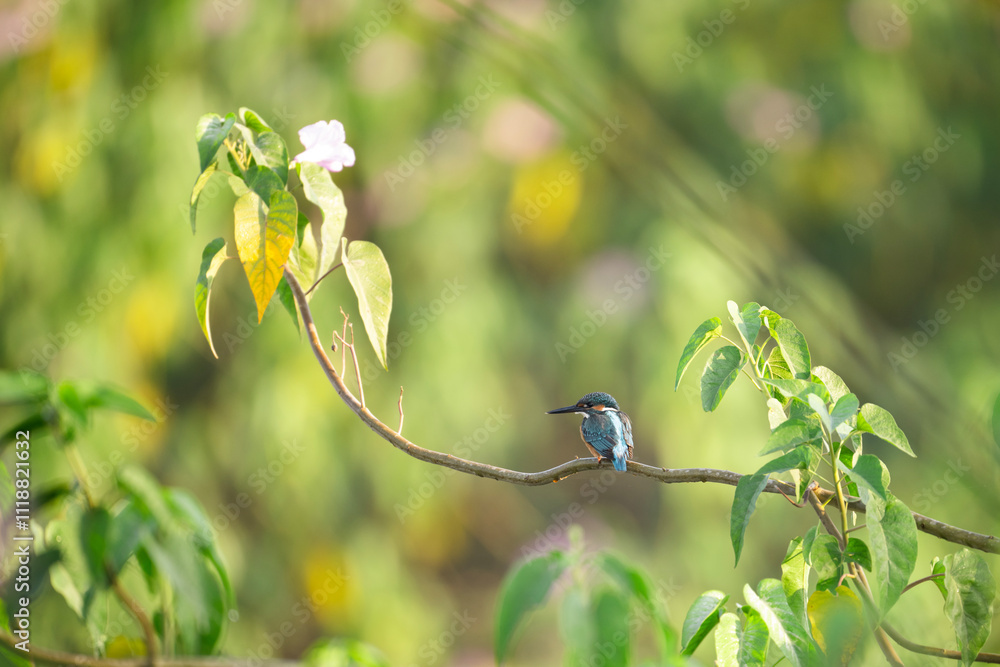 Kingfisher sitting on a tree branch with nice out of focus background