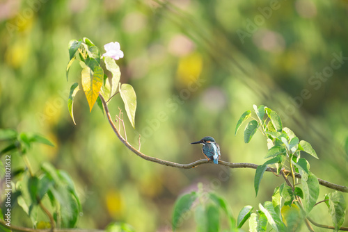 Obraz na płótnie Kingfisher sitting on a tree branch with nice out of focus background w salonie