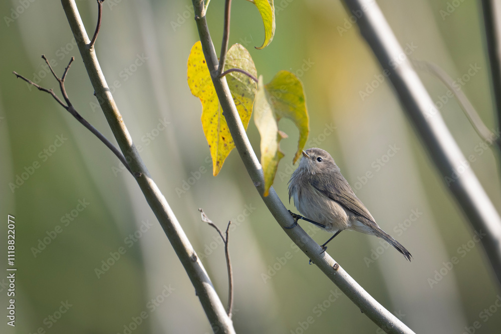 Common chiffchaff in forest