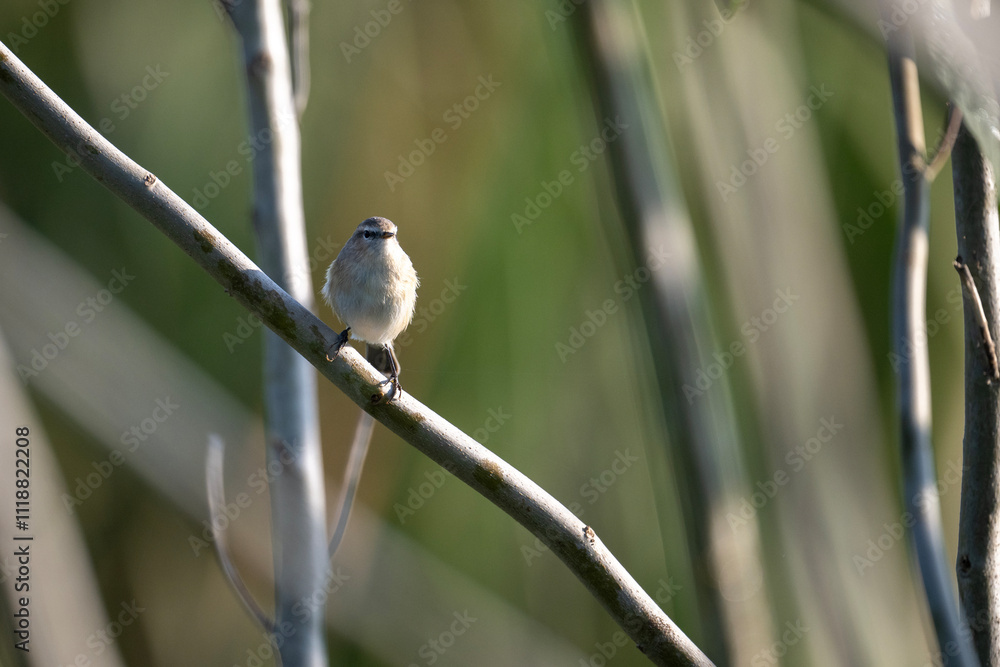 Common chiffchaff in forest