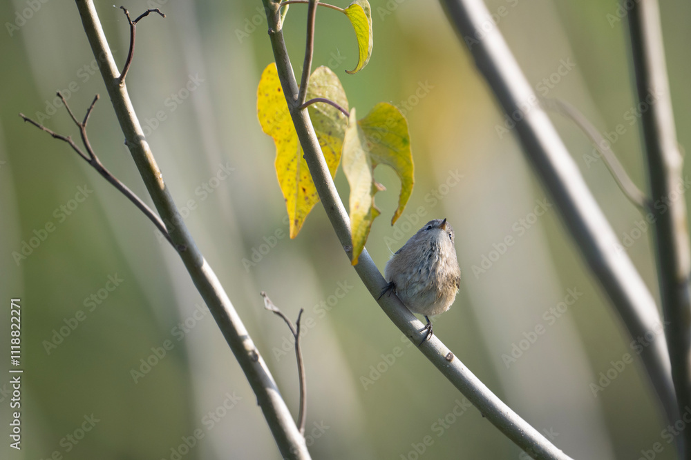 Common chiffchaff in forest