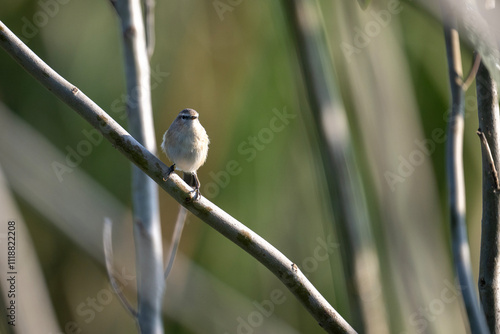 Obraz na płótnie Common chiffchaff in forest w salonie