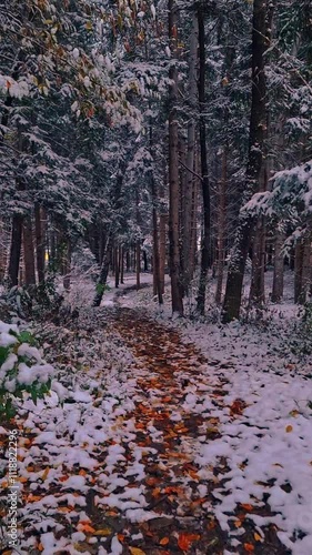 autumn in the forest