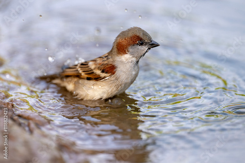 Obraz na płótnie Sparrow Bird Bathing in Water, Feather Cleaning, Nature Wildlife w salonie