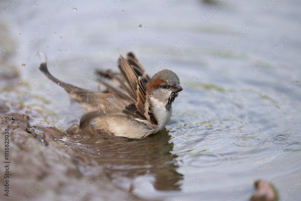 Sparrow Bird Bathing in Water, Feather Cleaning, Nature Wildlife