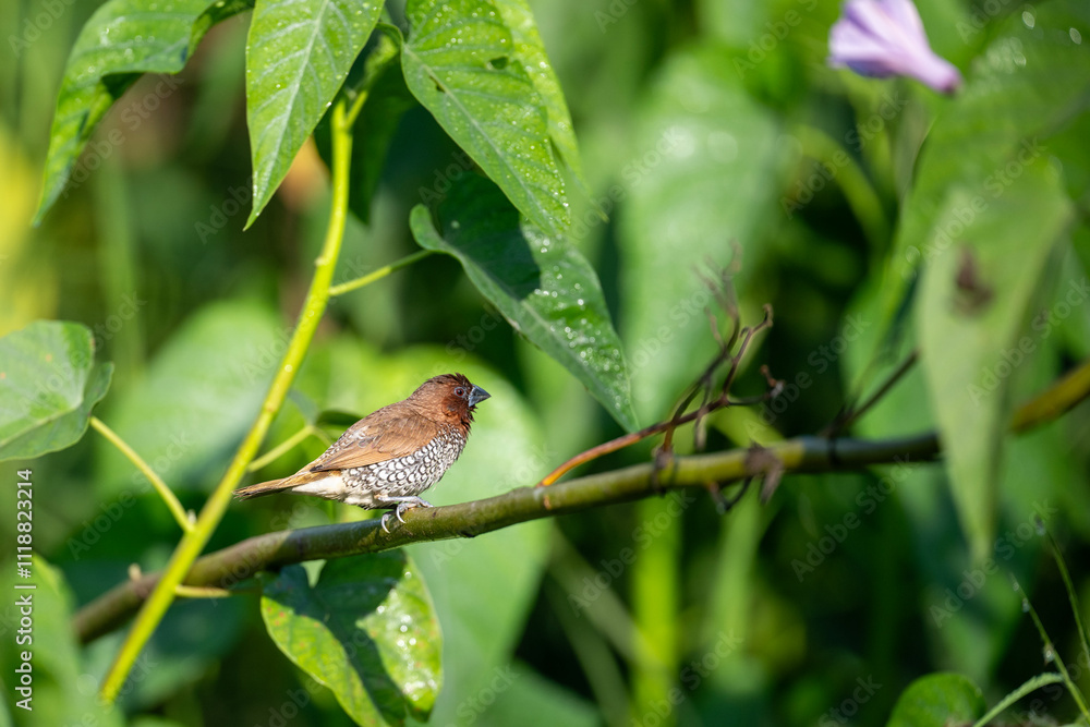 Scaly-breasted Munia Lonchura punctulata,