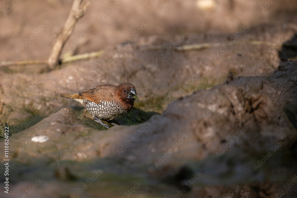 Scalybreasted Munia Bird by Water, Nature, Wildlife, Avian, Reflection