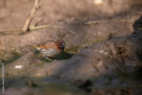 Obraz na płótnie Scalybreasted Munia Bird by Water, Nature, Wildlife, Avian, Reflection w salonie