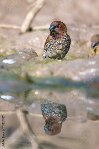 Obraz na płótnie Scalybreasted Munia Bird by Water, Nature, Wildlife, Avian, Reflection w salonie