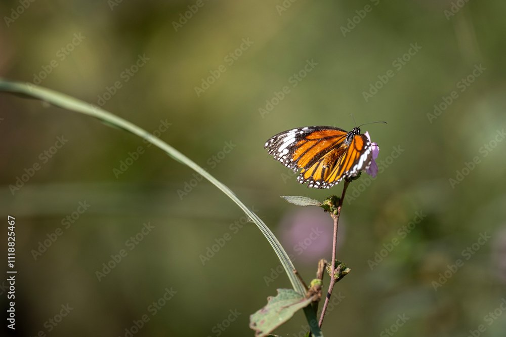 butterfly on flower