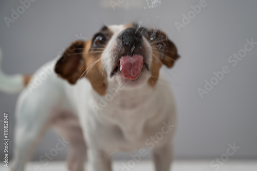 Jack Russell Terrier dog licking transparent glass on white background.  photo