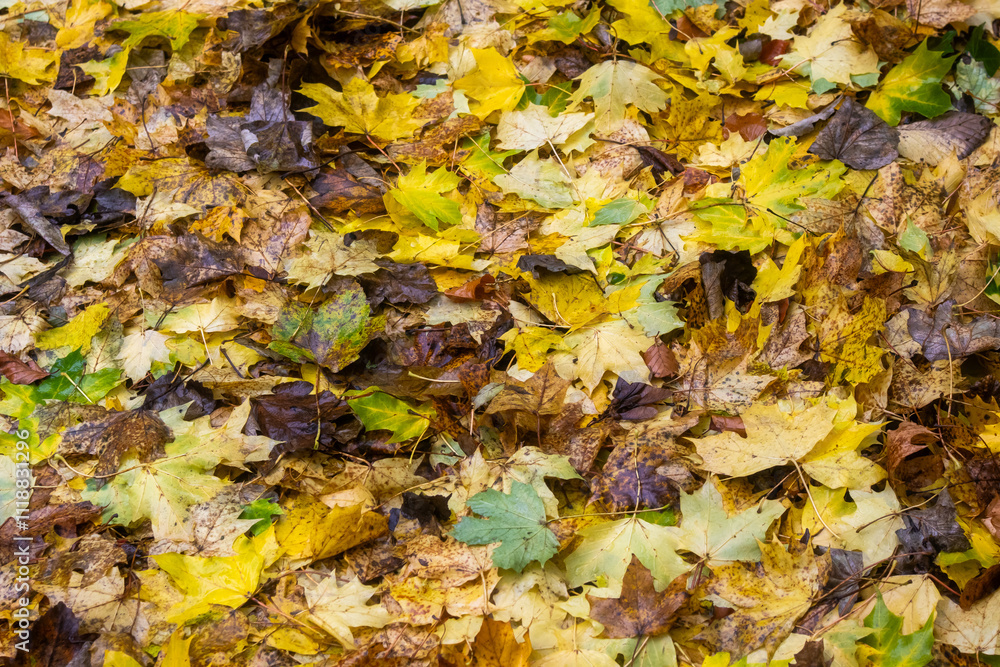 Autumn leaves on the ground Autumn leaves on the ground