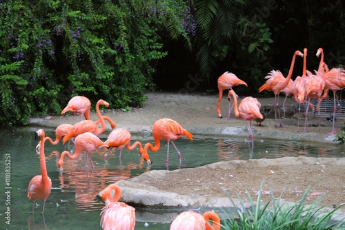Tableau sur toile Grupo de flamingos dando un paseo por estanque