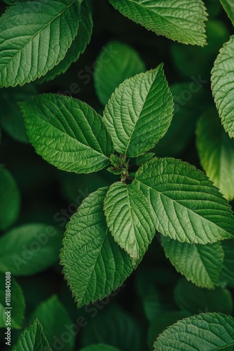 A close-up of healthy mint leaves, emphasizing their natural freshness and vibrant green color.