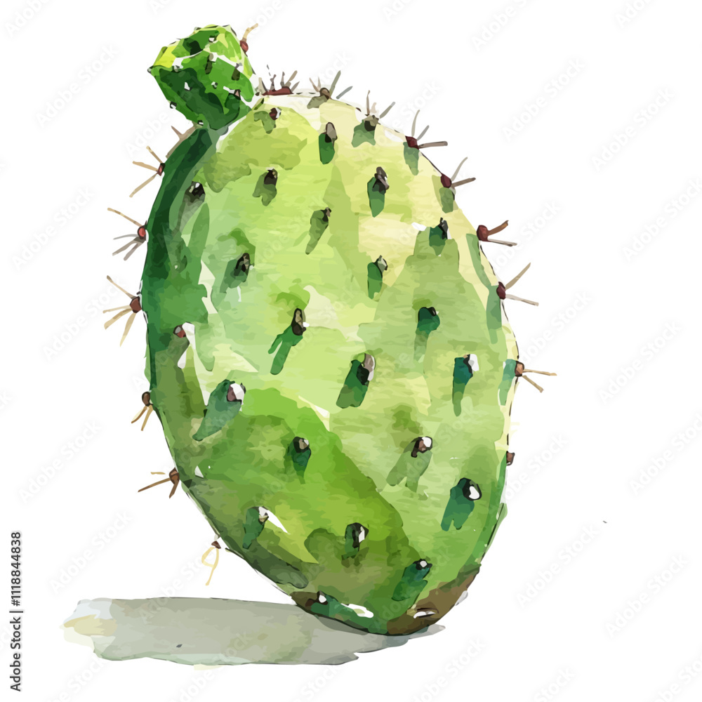 A watercolor painting of a Prickly Pear Cactus, isolated on a white background. Prickly Pear Cactus vector. A watercolor painting of a Prickly Pear Cactus, isolated on a white background. Prickly Pear Cactus vector.
