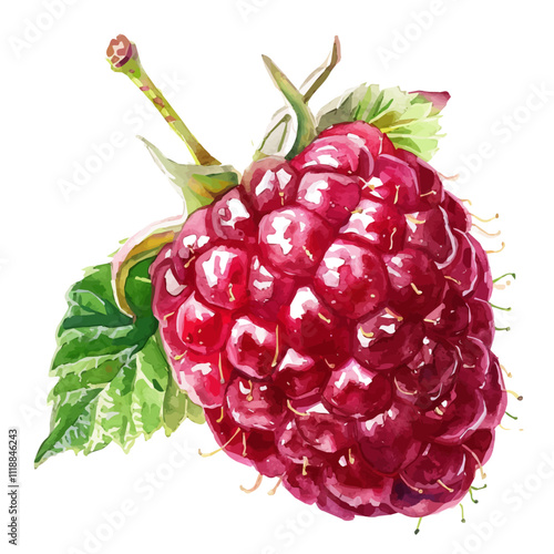 A watercolor drawing of a Raspberry, isolated on a white background. Raspberry vector.