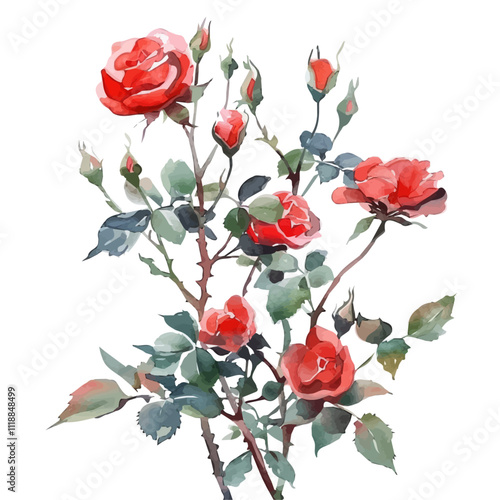 A watercolor vector of a Rose Bush, isolated on a white background. Rose Bush vector.