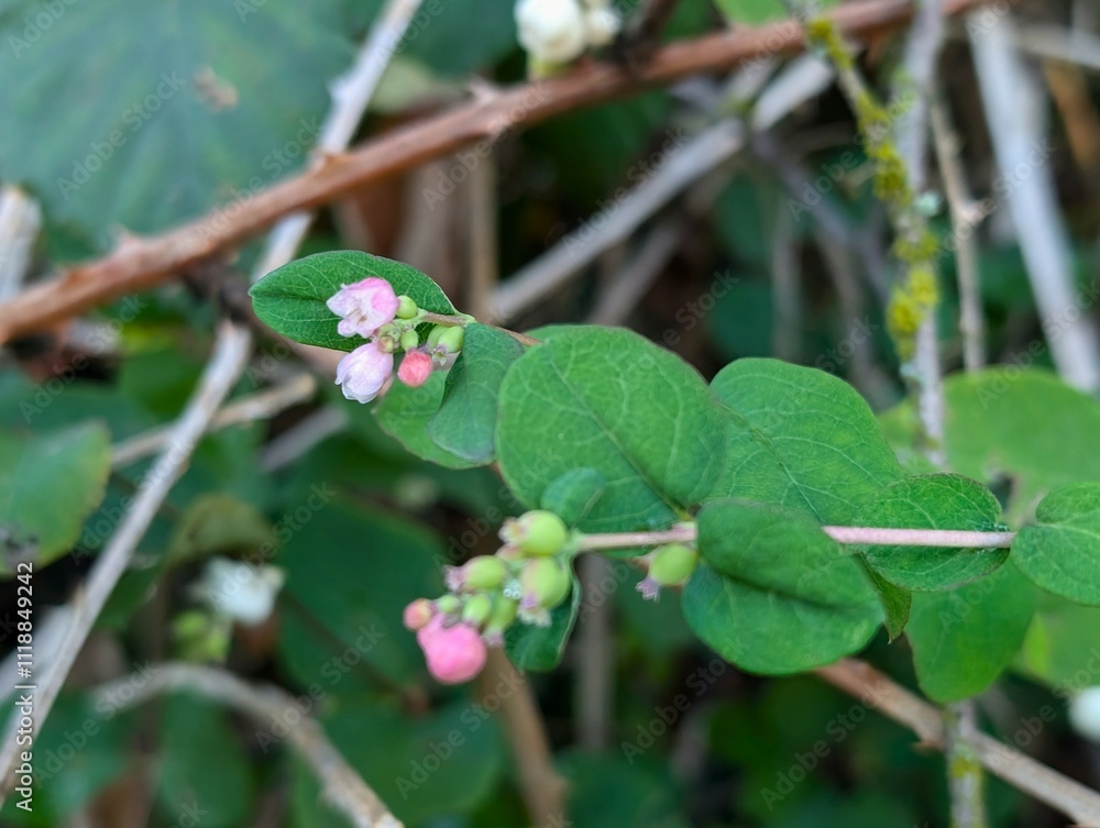 The branch of the snowberry (Symphoricarpos albus) blooms in the garden The branch of the snowberry (Symphoricarpos albus) blooms in the garden