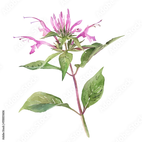 A watercolor painting of a Sprig of Bee Balm, isolated on a white background. Sprig of Bee Balm vector.