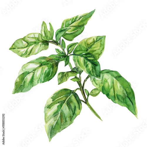 A watercolor illustration of Basil, with vibrant green leaves and a fresh, aromatic scent. Basil vector.