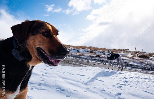 Dogs in nature winter landscape snow stunning beauty new zealand central otago freedom hiking walking