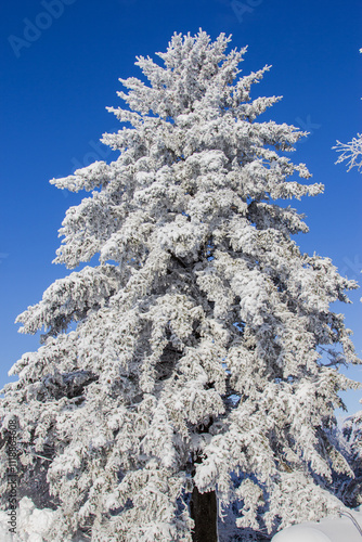 frost covered blue spruce tree