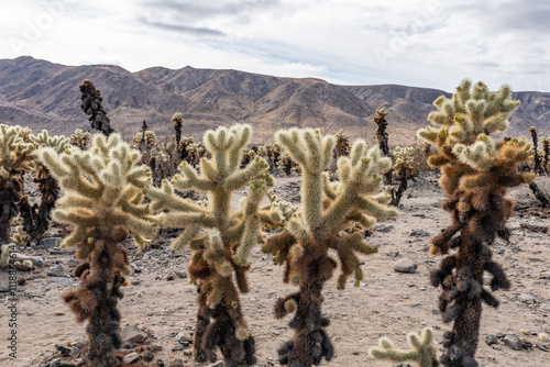 Cholla Cactus Garden Trail，Colorado Desert section of the Sonoran Desert. Joshua Tree National Park, California. Cylindropuntia bigelovii, the teddy-bear cholla, is a cholla cactus. photo