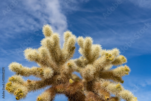 Photos Cholla Cactus Garden Trail，Colorado Desert section of the Sonoran Desert