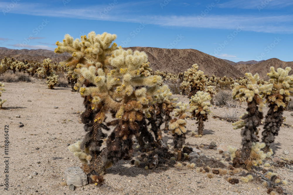 Cholla Cactus Garden Trail,Colorado Desert section of the Sonoran Desert. Joshua Tree National Park, California. Cylindropuntia bigelovii, the teddy-bear cholla, is a cholla cactus.
Cholla Cactus Garden Trail,Colorado Desert section of the Sonoran Desert. Joshua Tree National Park, California. Cylindropuntia bigelovii, the teddy-bear cholla, is a cholla cactus.