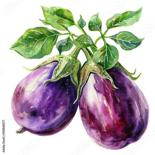 A watercolor painting of an eggplant, isolated on a white background. Eggplant vector.