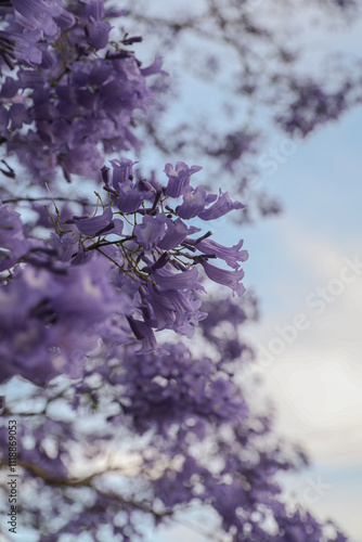 Jacaranda tree