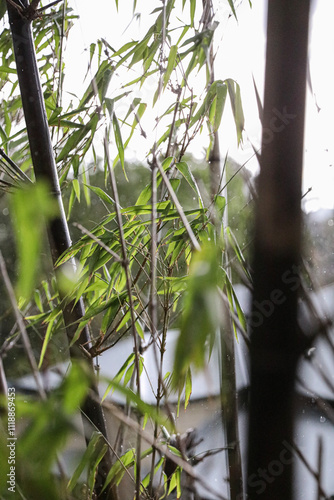 Bamboo branches