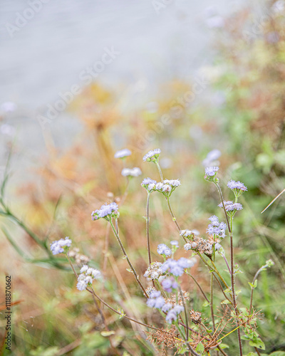 Wildflowers