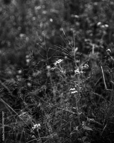 Black and white wildflowers
