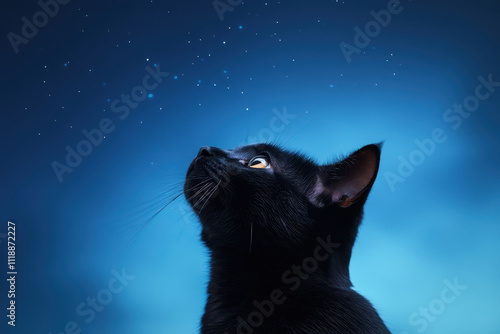 jet black cat gazes up at vibrant moonlit sky filled with stars, creating serene and enchanting atmosphere photo