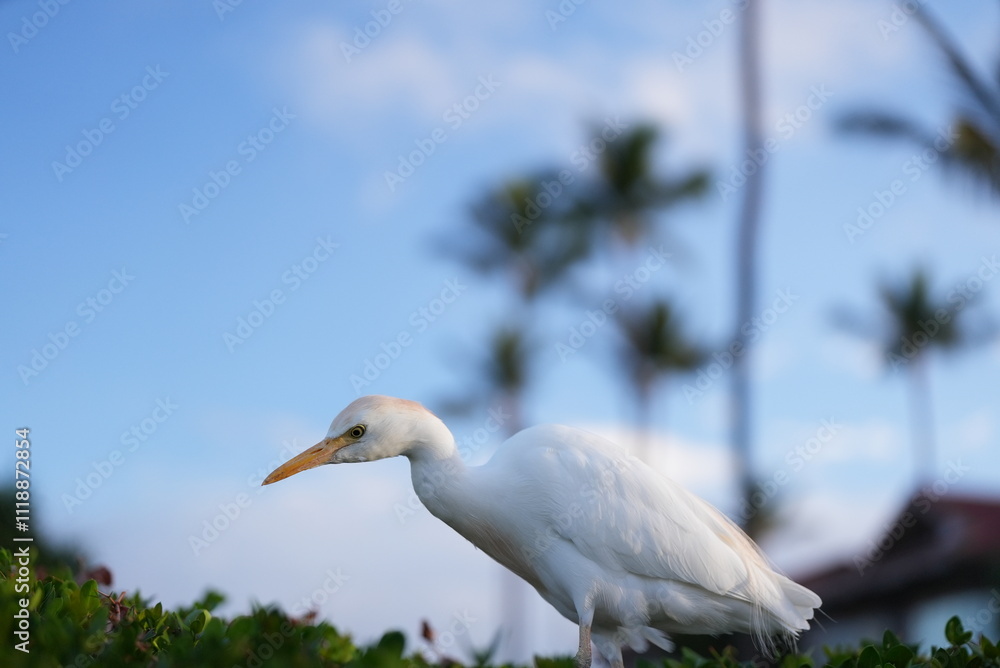 White Egret bird looking for food White Egret bird looking for food