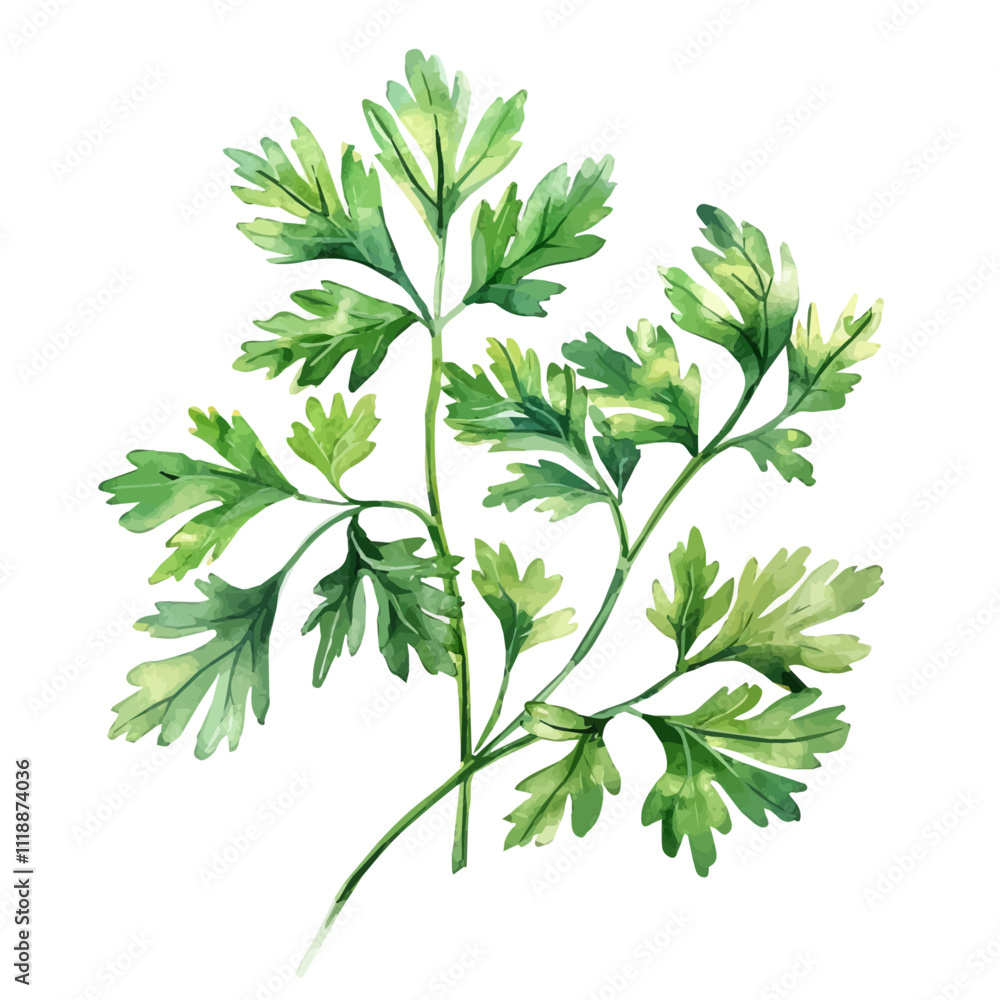A watercolor drawing of parsley leaves, isolated on a white background. Parsley leaves vector. A watercolor drawing of parsley leaves, isolated on a white background. Parsley leaves vector.