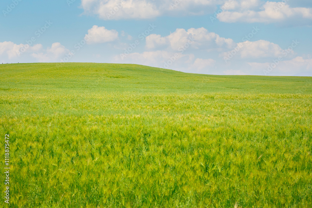 Fototapeta premium 청보리밭