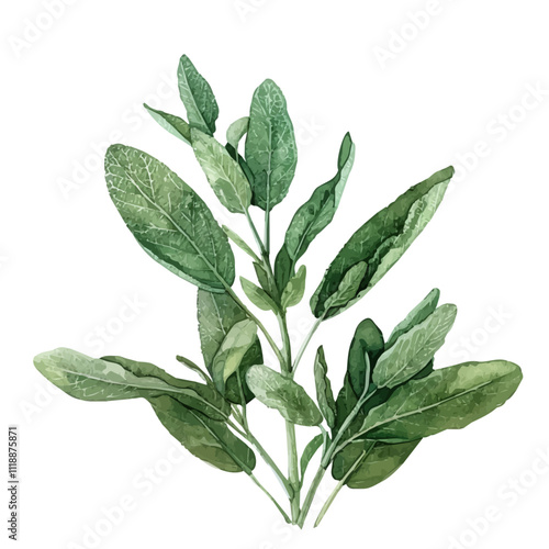 A watercolor clipart of sage leaves, isolated on a white background. Sage leaves vector.