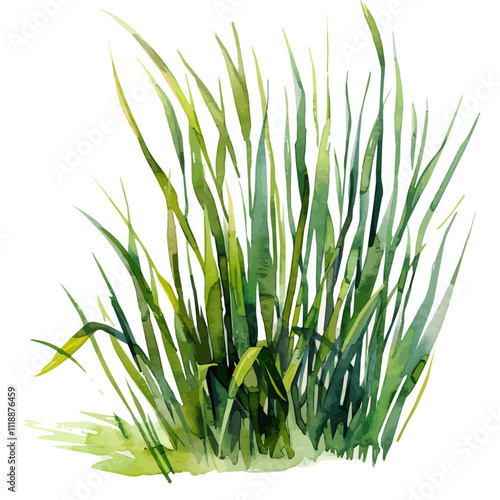 A watercolor drawing of seagrass, isolated on a white background. Seagrass vector.