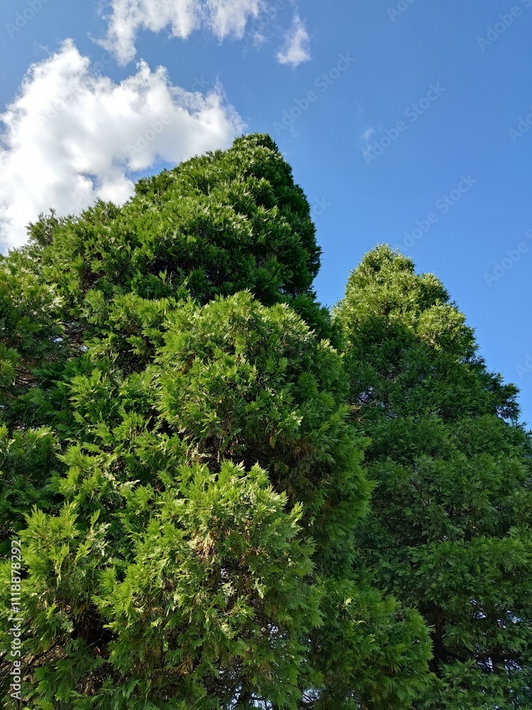The tops of Thuja Giant on the blue sky background The tops of Thuja Giant on the blue sky background